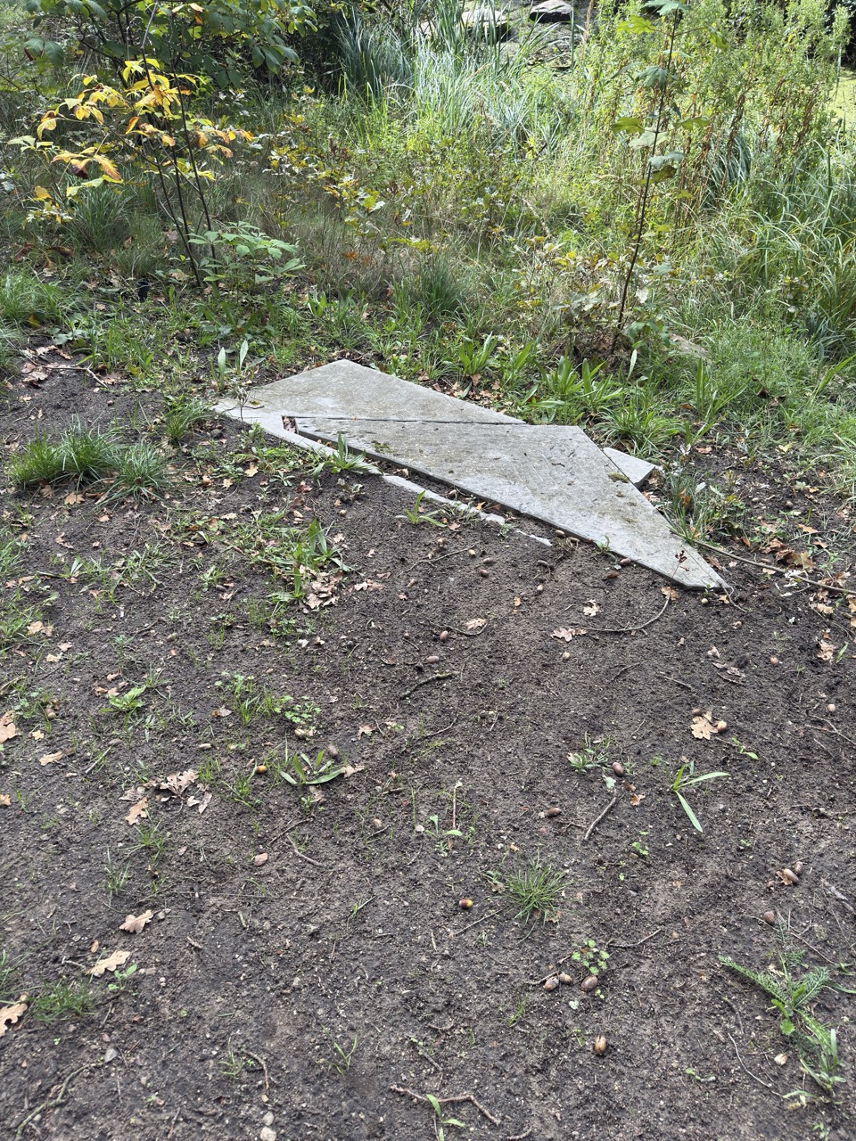 Betonnen plaat in bosrijke omgeving - Bergen op Zoom