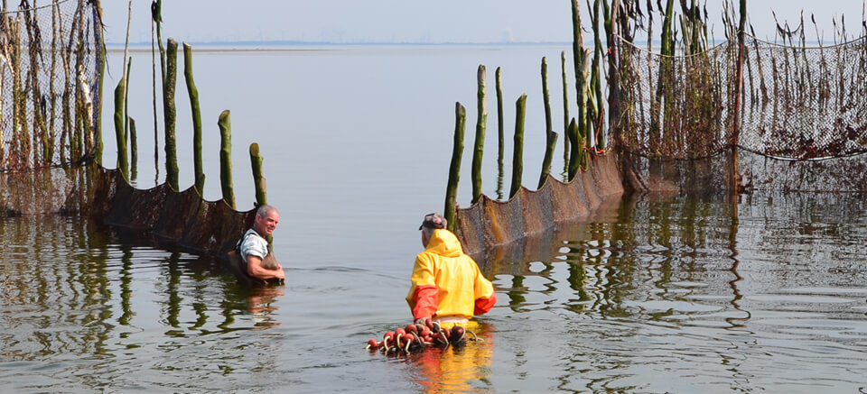 Podium Gradatus presenteert: De Weervisserij – Een uniek ambacht op de Oosterschelde – 22 mei 2026