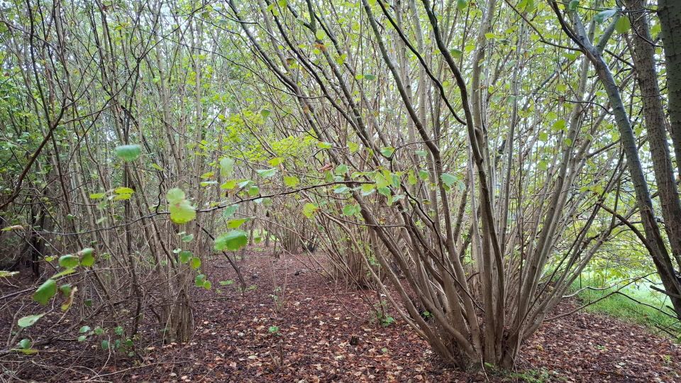 Boslandschap met bomen en bladeren - Bergen op Zoom